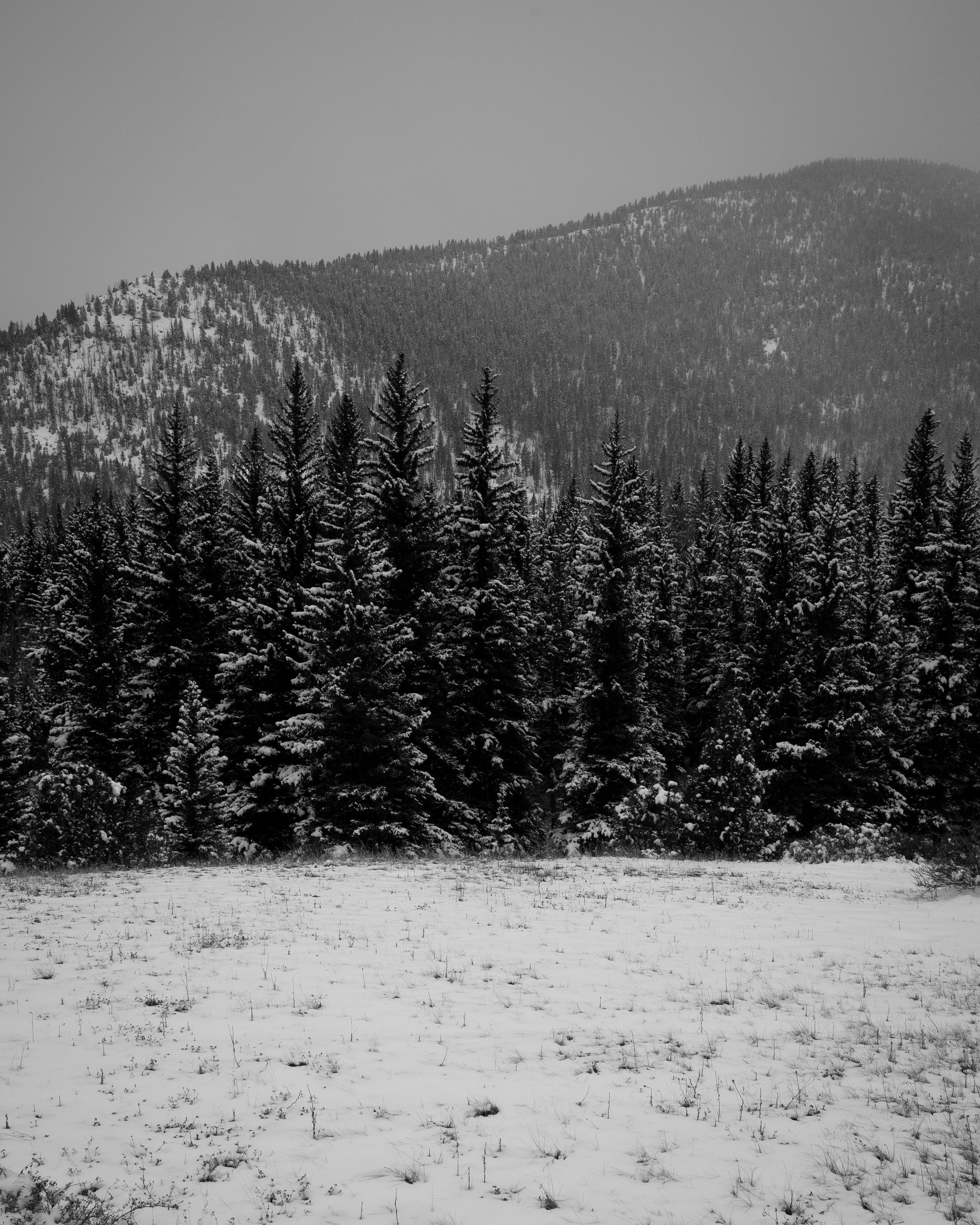 Snow-covered pines beneath a mountain ridge, black and white